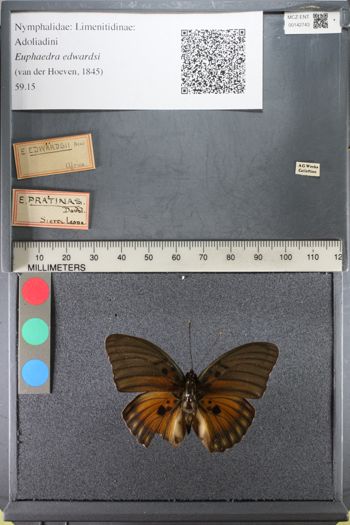 Media type: image;   Entomology 142743